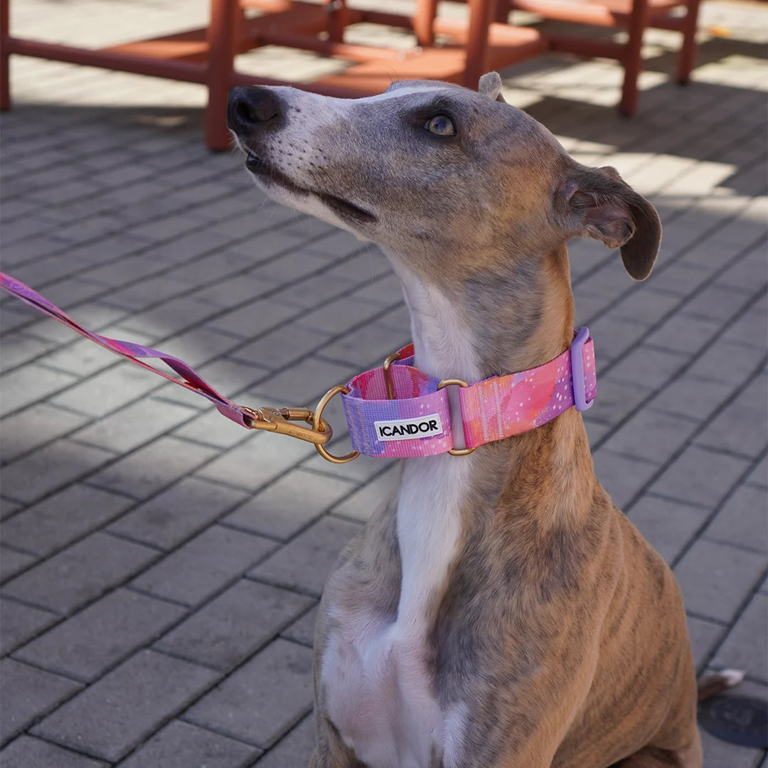 iCANDOR Smooth Martingale Collar 38mm