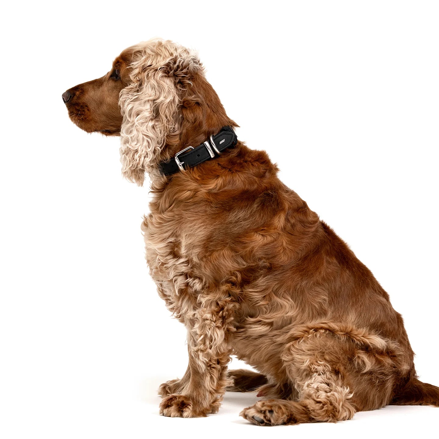 Ezydog Oxford Leather Classic Dog Collar - Brown