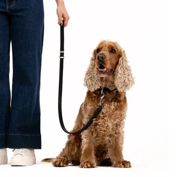 Ezydog Oxford Leather Classic Dog Collar - Brown