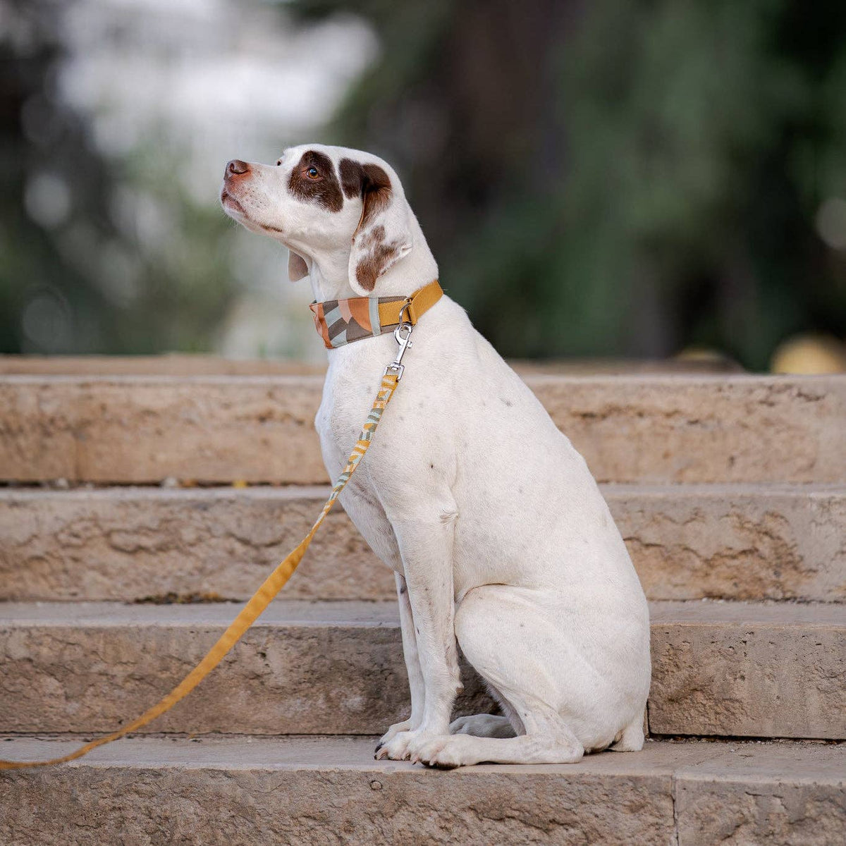 Cloudbeam Soft Martingale Collar
