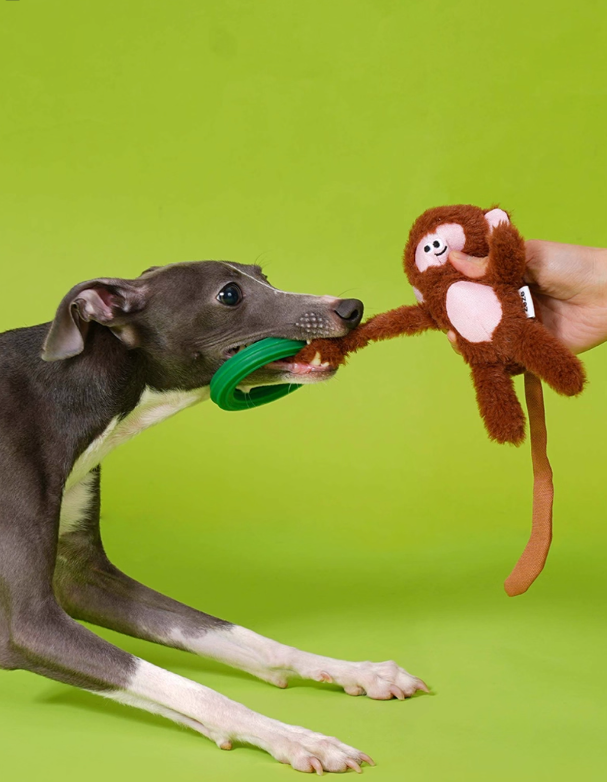 Zeze Smart Monkey Crinkle Chew Dog Toy