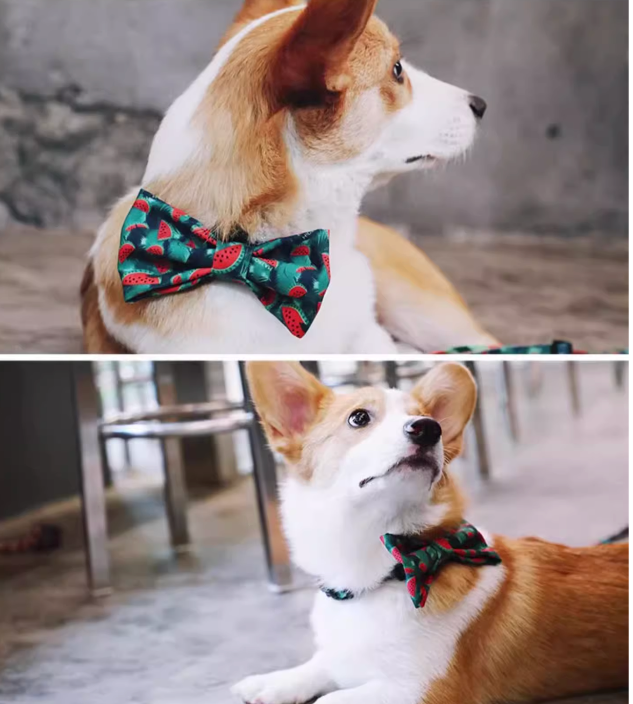Pet Large Bow Tie - Watermelon