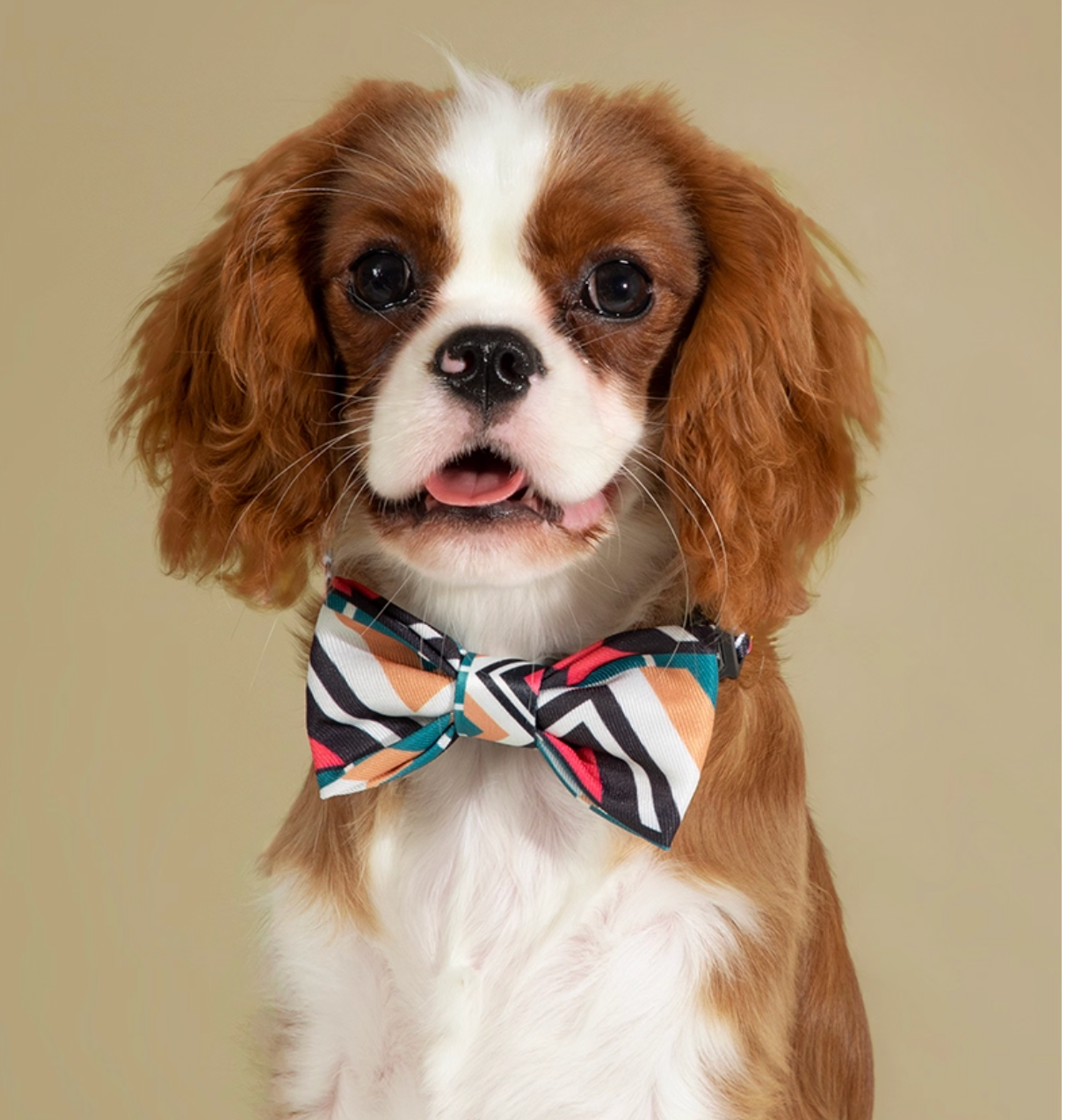 Pet Large Bow Tie - Totem