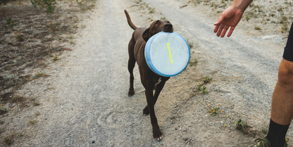Ruffwear Camp Flyer™ Toy Polar Blue
