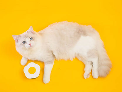 Fired Egg Reusable cat food can lid | dog food can lid | pet food can cover