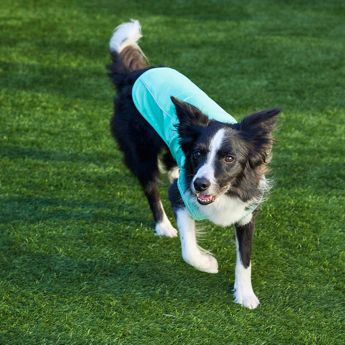 MANDARINE BROTHERS Cooling Fabric Reflective Dog T-Shirt