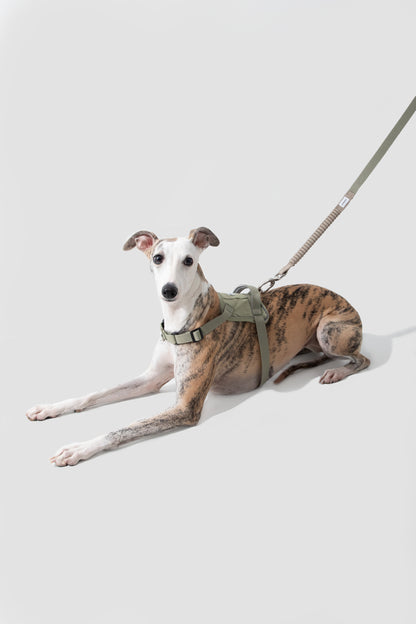 Valley Series - Multi-functional Shock-absorbing Dog Leash - Green