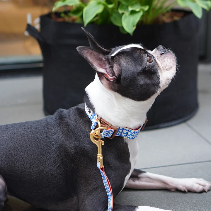 iCANDOR Gentle Collar Dual