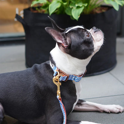 iCANDOR Gentle Collar Dual