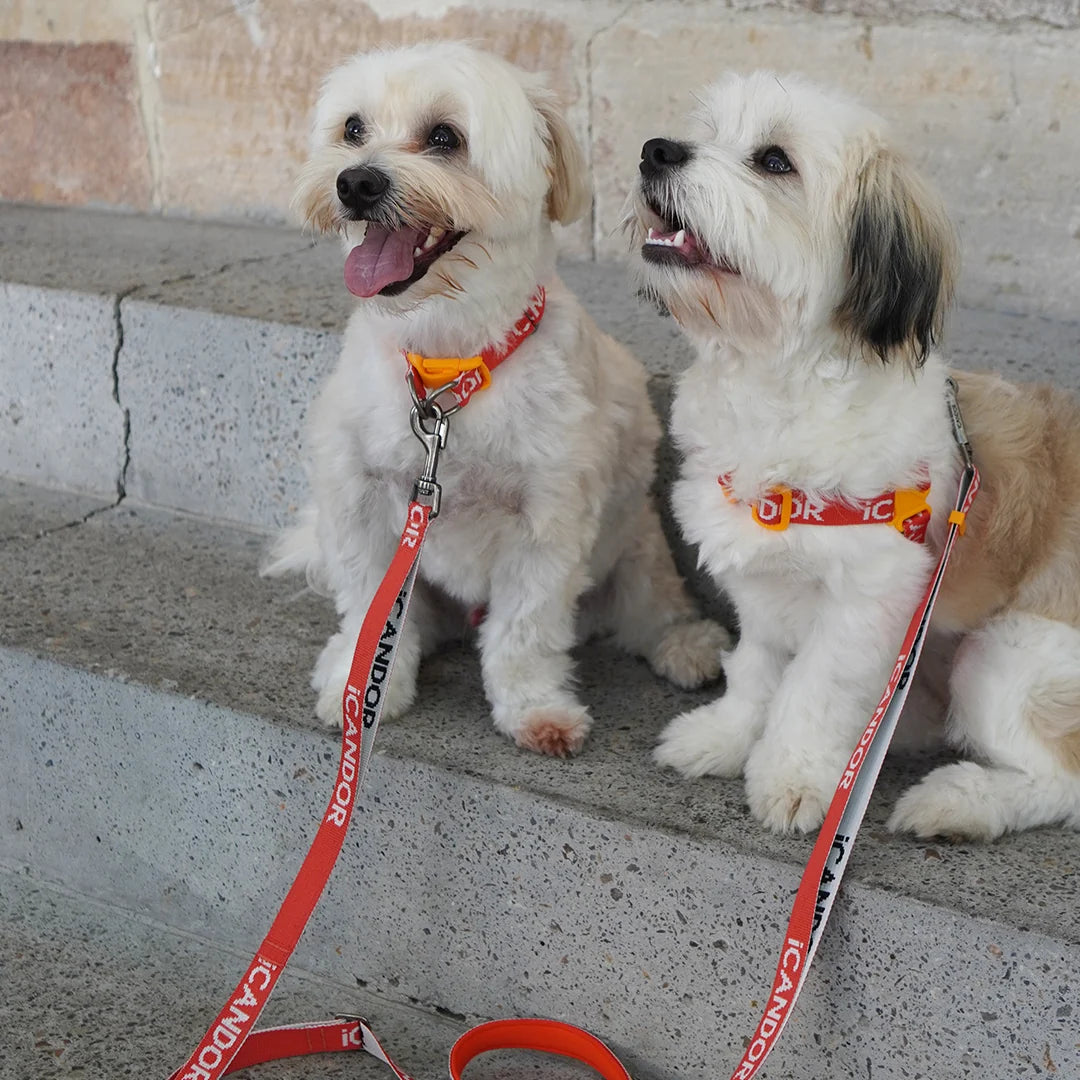iCANDOR Gentle Leash 1.6m 20mm