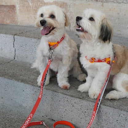 iCANDOR Gentle Leash 1.6m 20mm