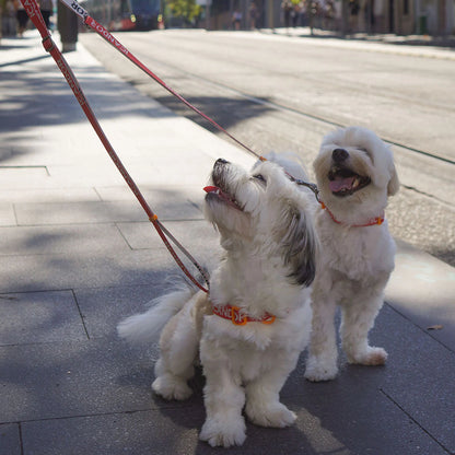 iCANDOR Gentle Leash Dual 1.1-1.5m- iCANDOR Signature