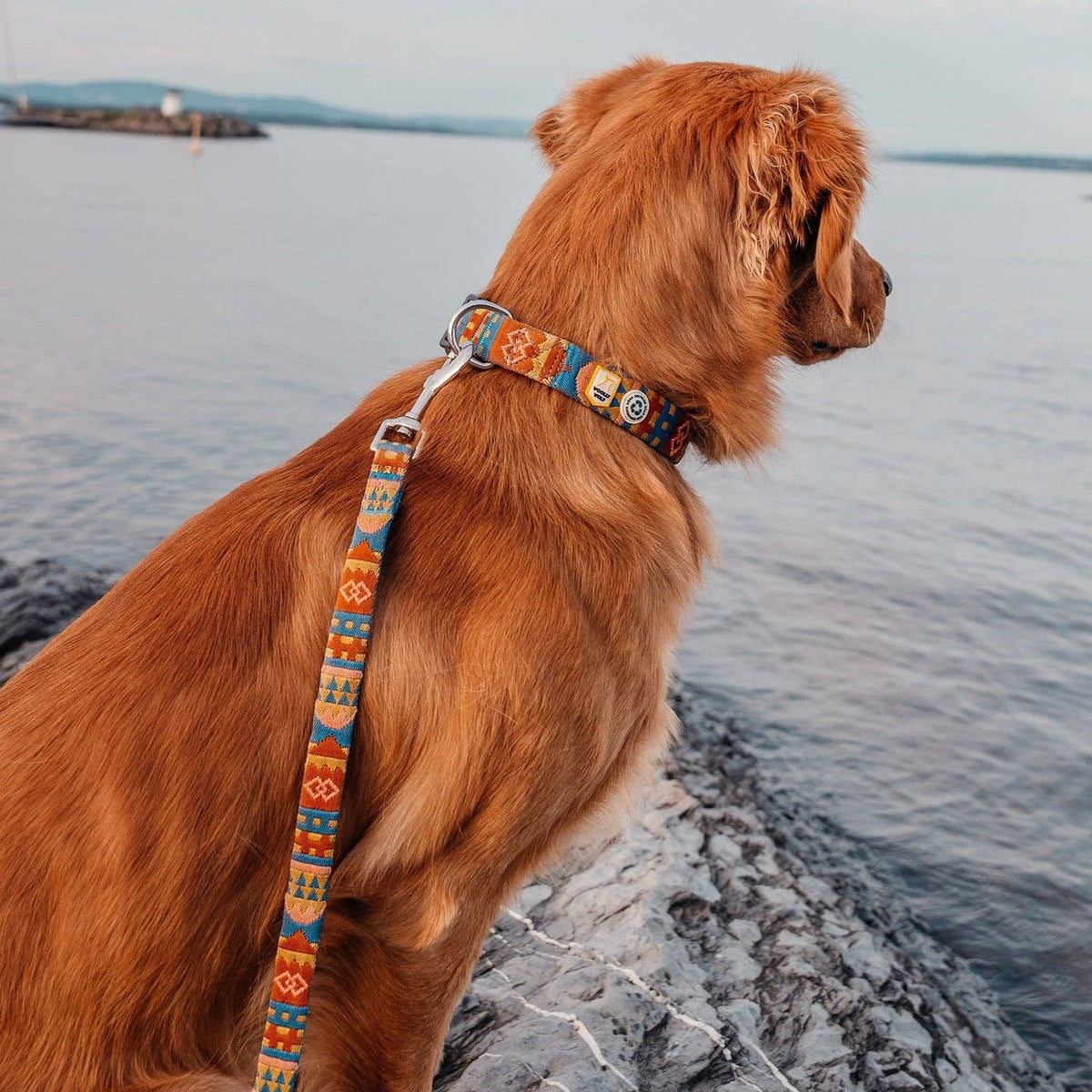 Nightless Night Dog Collar