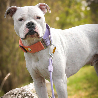 Color Block Martingale Dog Collar Salmon Pink