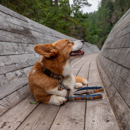 Nightless Night Dog Collar