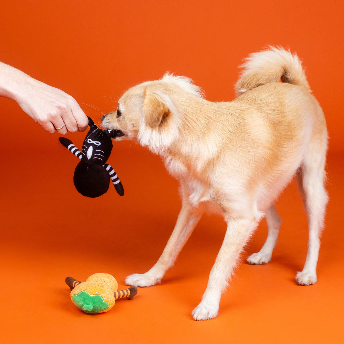 FRINGE STUDIO OH MY GOURD 2PC DOG TOY SET HALLOWEEN