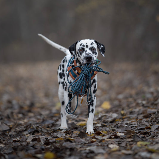 Long Rope Dog Leash Deep Teal