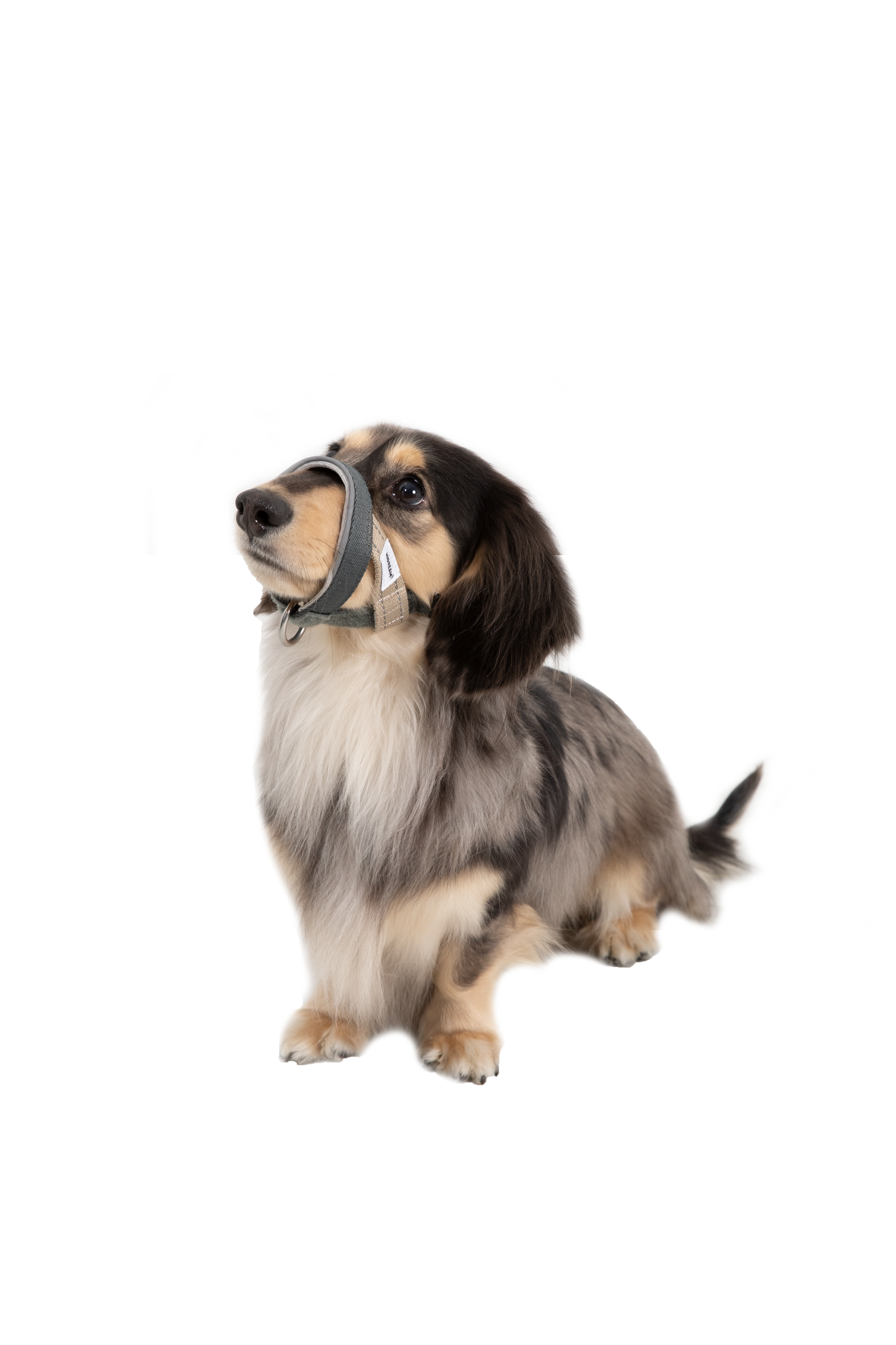 HiDream Head Control Halter | Multi-Function Training Dog Muzzle