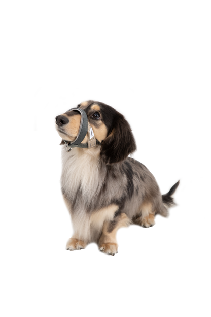 HiDream Head Control Halter | Multi-Function Training Dog Muzzle