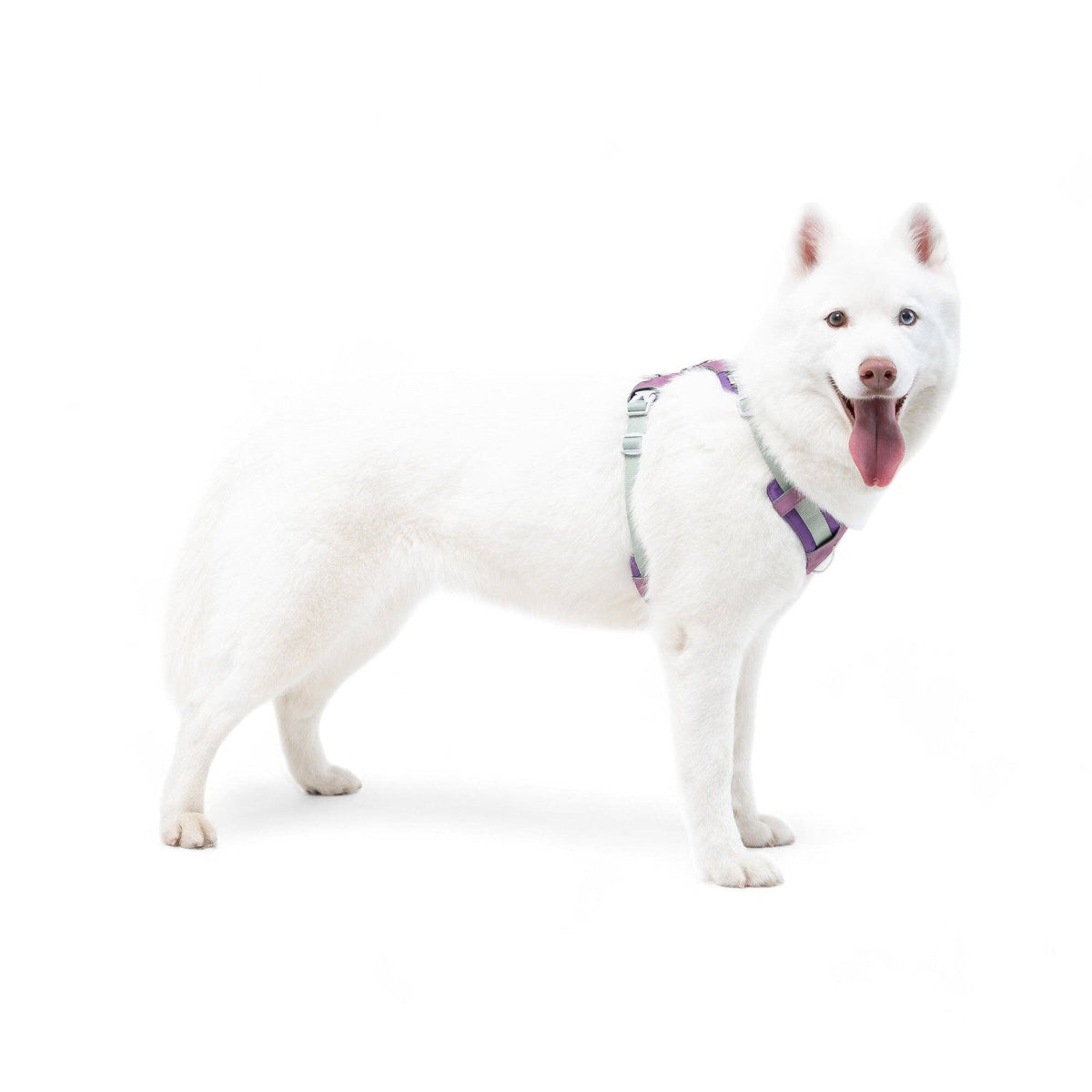 Alpha 360 Dog Harness Mauve Mix