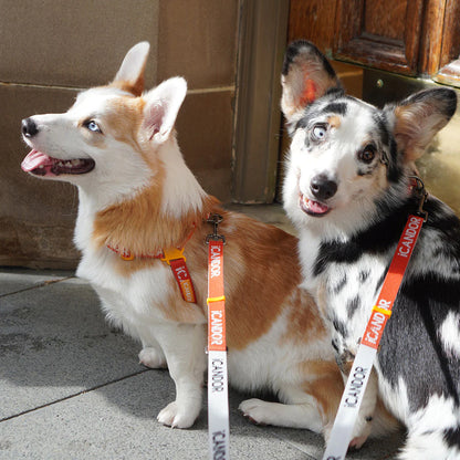 iCANDOR Gentle Leash Dual 1.1-1.5m- iCANDOR Signature