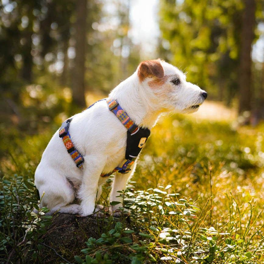 Nightless Night Dog Harness