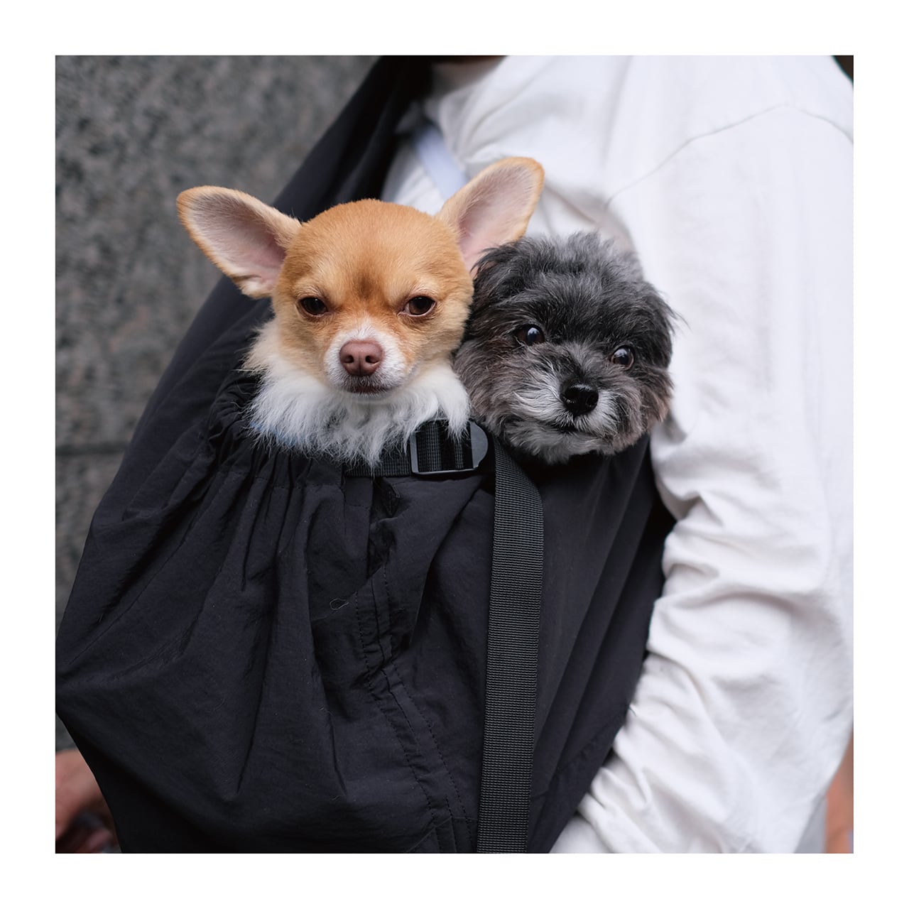 Mandarine Brother Pet Sling Bag