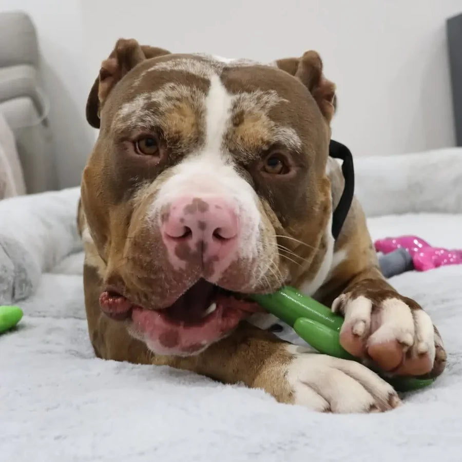 Happy Staffy Co. Cactus Cowboy Dog Chew Toy