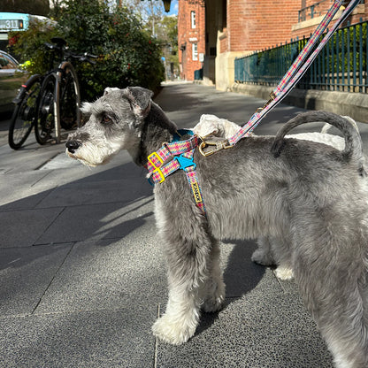 iCANDOR No-Pull Harness_Edinburgh Check