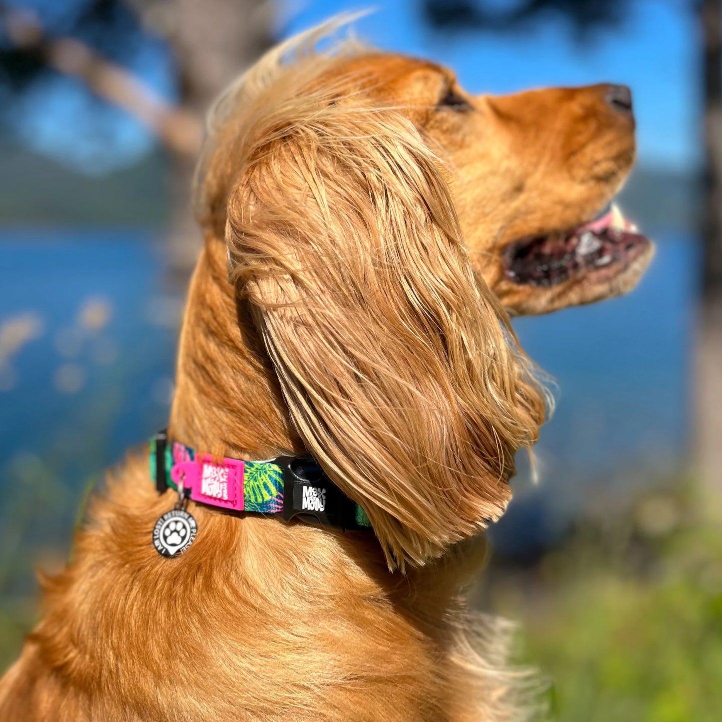 MAX & MOLLY GOTCHA! Smart ID Dog Collar - TROPICAL