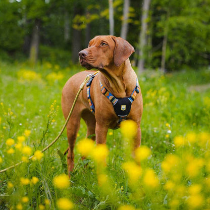 Nightless Night Dog Harness