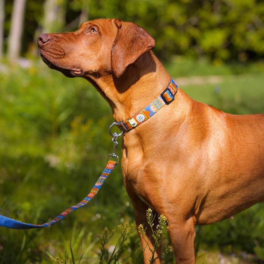 Nightless Night Dog Leash