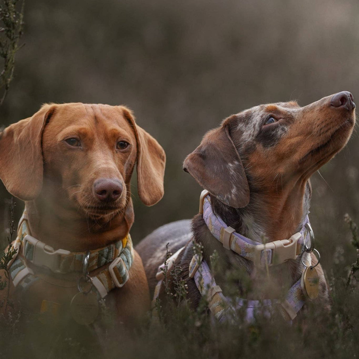 Sunshower Dog Collar