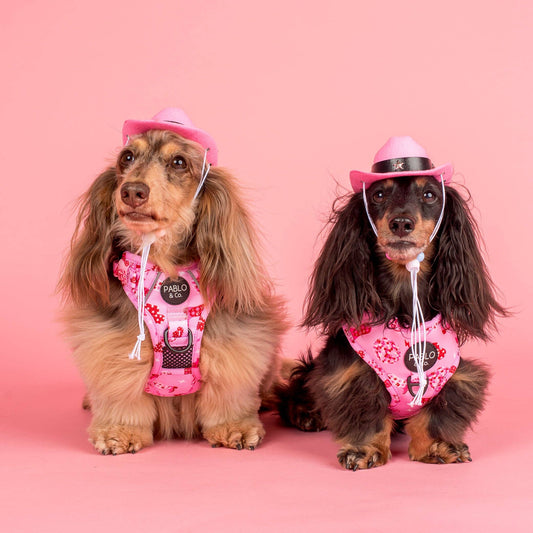 Pet Cowboy Hat