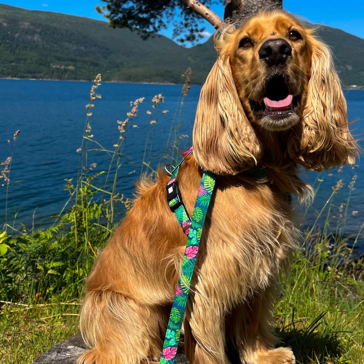 MAX & MOLLY DOG LEASH - TROPICAL