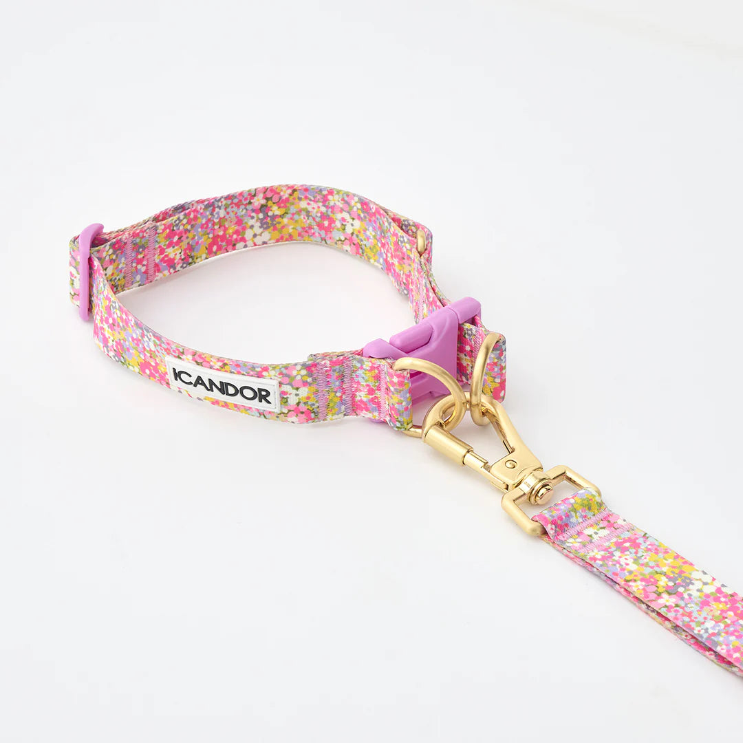 iCANDOR Gentle Collar Dual