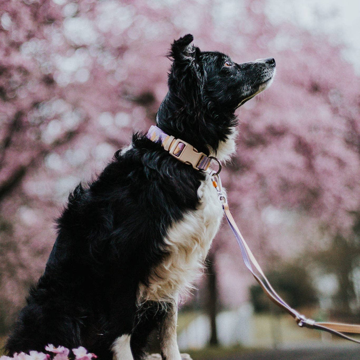 Sunshower Dog Collar