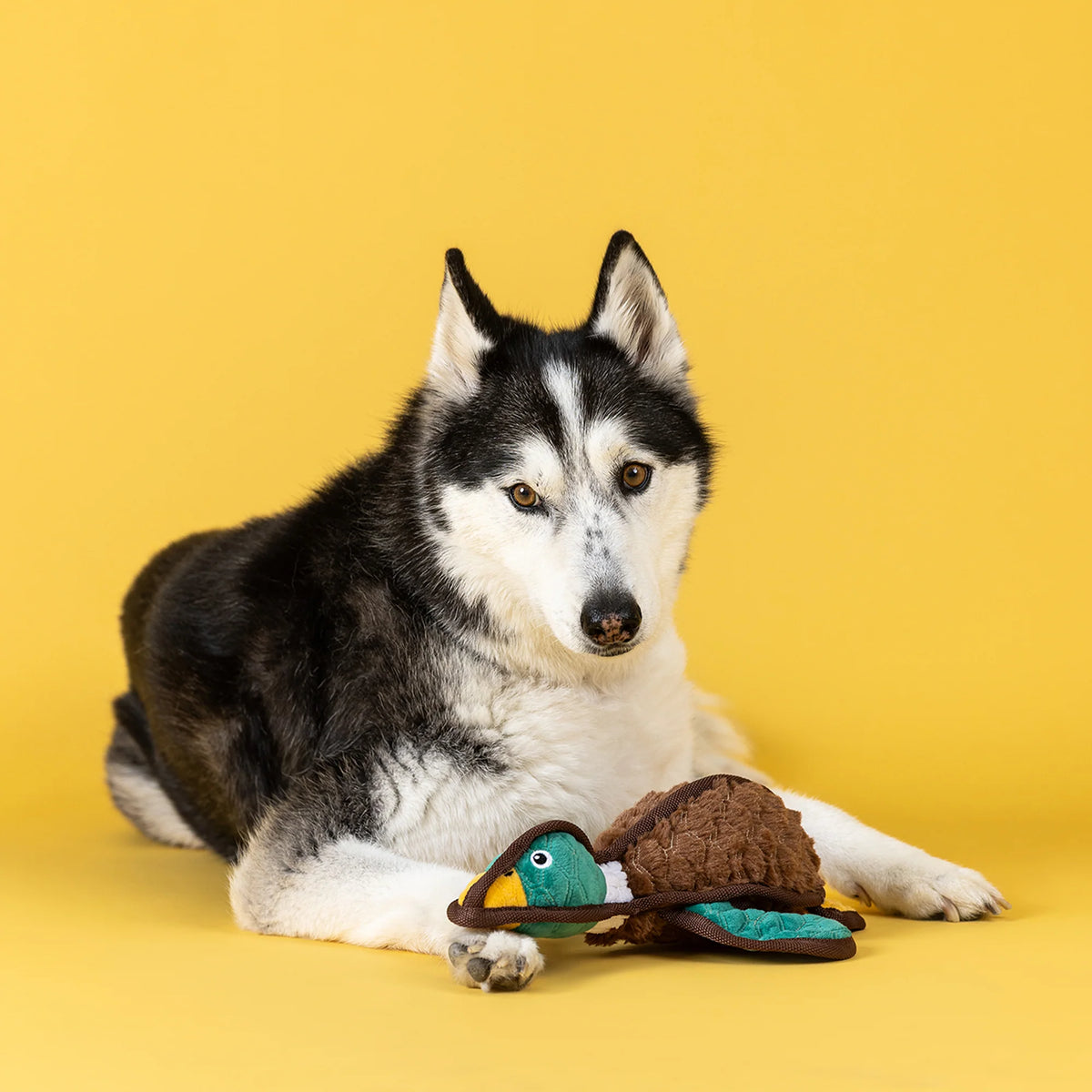 FRINGE STUDIO HEADING SOUTH DRBL DOG TOY