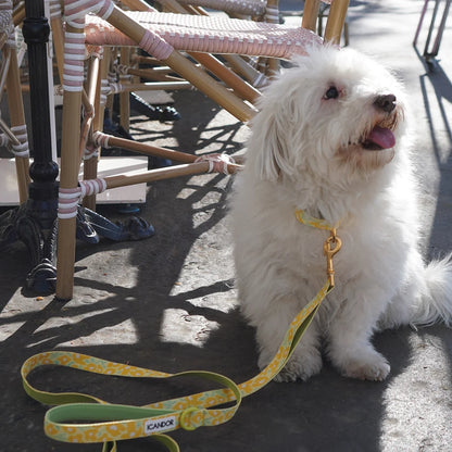 iCANDOR Gentle Leash 1.6m 20mm