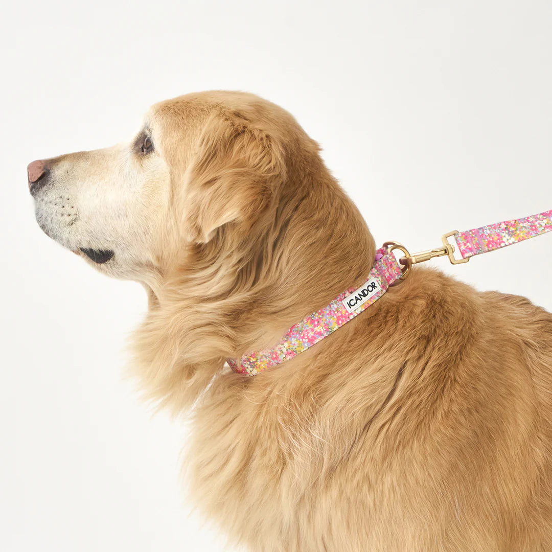 iCANDOR Gentle Collar Dual