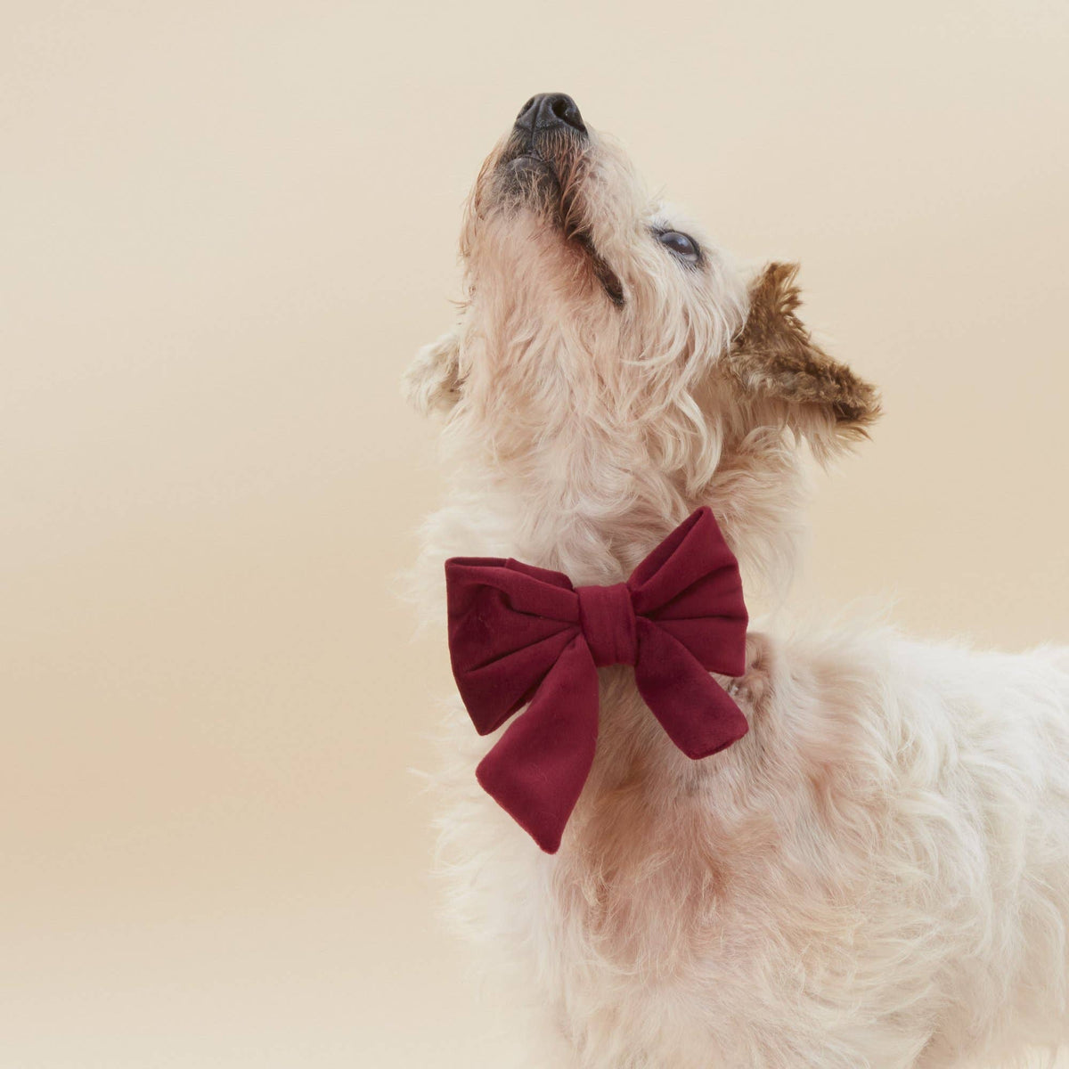 The Foggy Dog Burgundy Velvet Lady Dog Bow