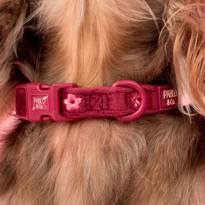 Bloom Baby Bloom: Velvet Collar