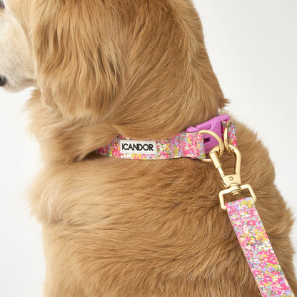 iCANDOR Gentle Collar Dual