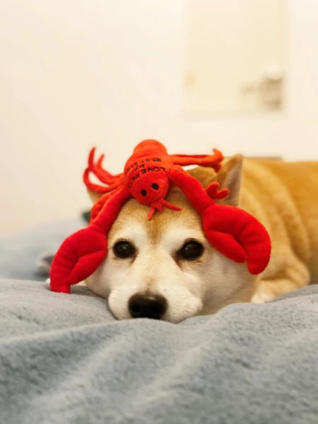 Squeaky Lobster Dog Toy | BESTEVER Love Pets