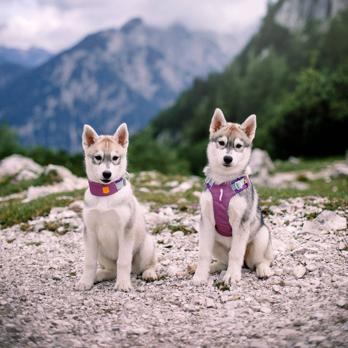 Alpha 360 Dog Harness Mauve Mix