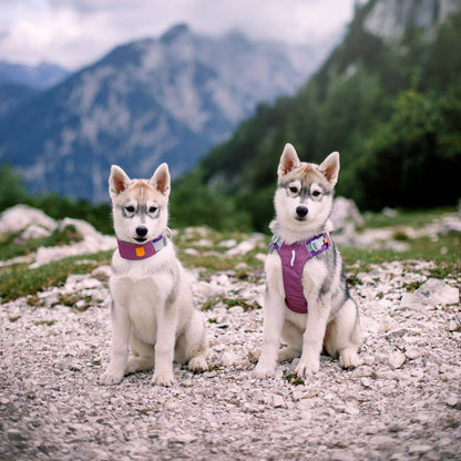 Alpha 360 Dog Harness Mauve Mix