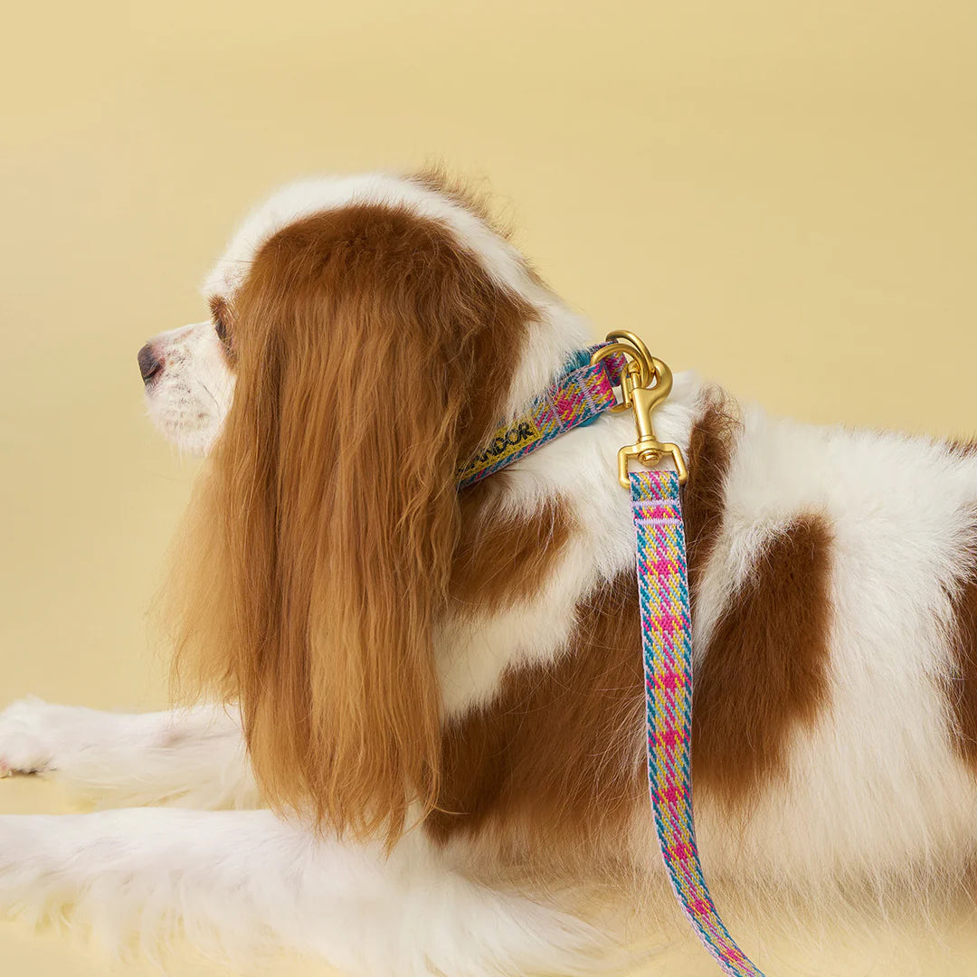 iCANDOR Gentle Collar Dual