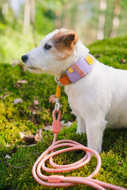 Alpha 360 Dog Collar Recycled (RPET)