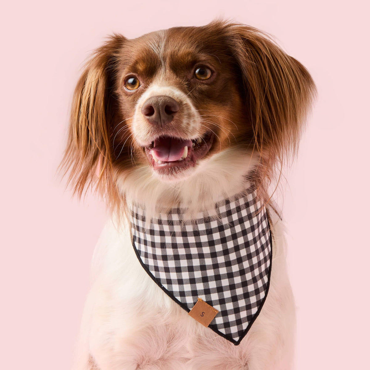The Foggy Dog Spooky Season Reversible Dog Bandana