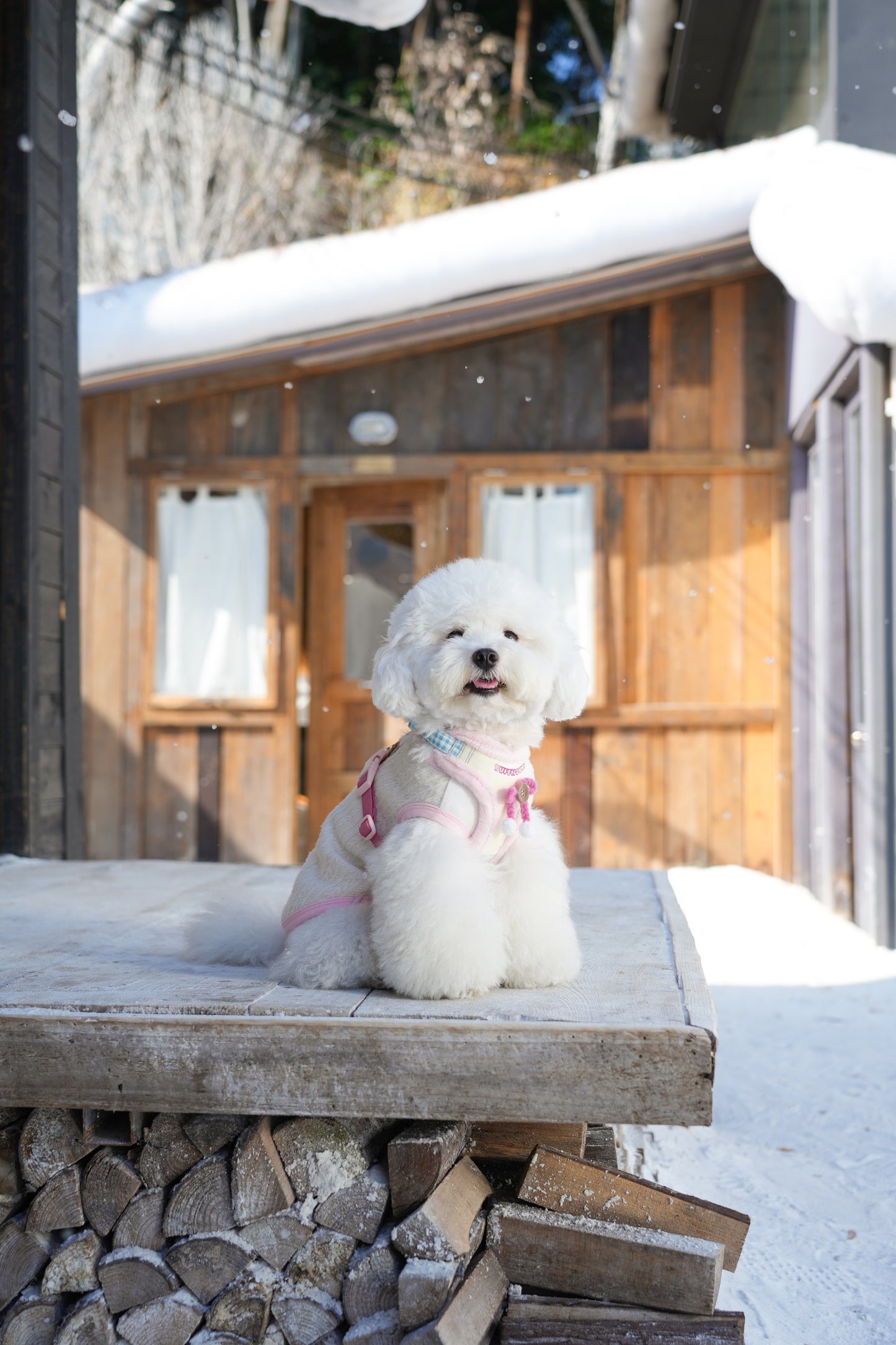 TUFFHOUND Holiday Bow Small Dog Harness